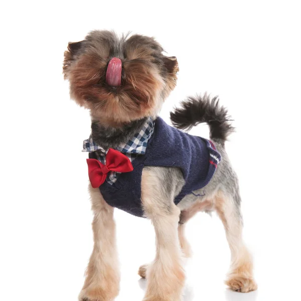 Adorable Yorkshire Terrier Red Bowtie Costume Looks While Panting Standing — Stock Photo, Image