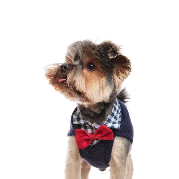 Classy Yorkie Tongue Exposed Looks Side While Standing White Background — Stock Photo, Image
