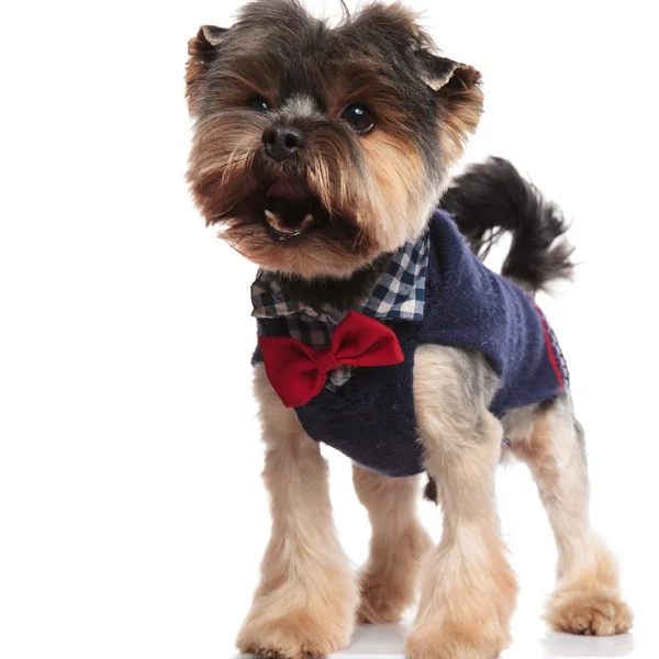 Förvånad Classy Yorkshire Terrier Ser Till Sida Stående Vit Bakgrund — Stockfoto