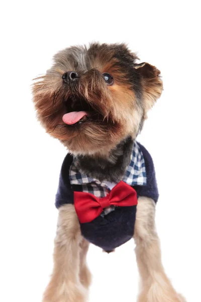 Excited Stylish Yorkie Tongue Exposed Looks Side While Standing White — Stock Photo, Image
