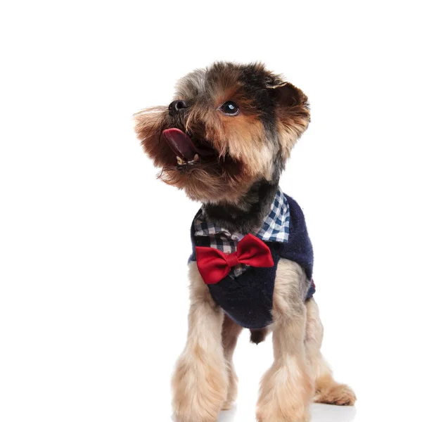 Funny Yorkie Costume Panting While Looking Side Standing White Background — Stock Photo, Image