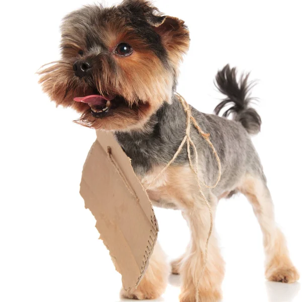 Panting Yorkie Carton Sign Neck Looks Side While Standing White — Stock Photo, Image