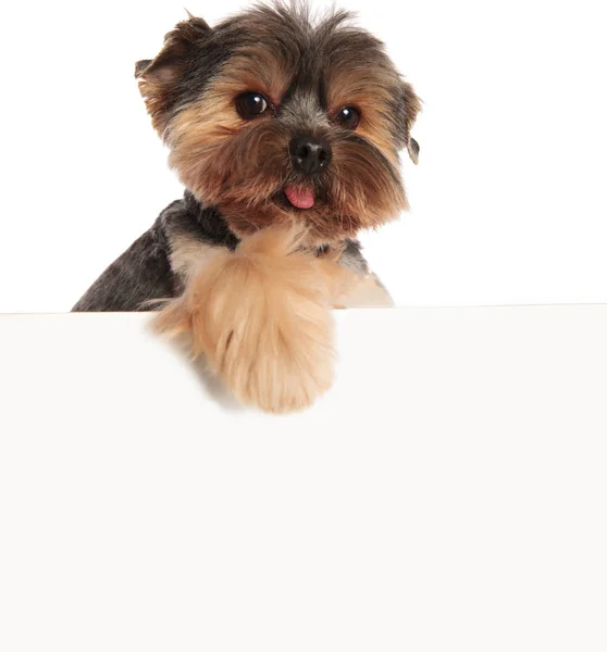 Adorable Toy Yorkie Panting Paw Hanging White Board While Standing — Stock Photo, Image