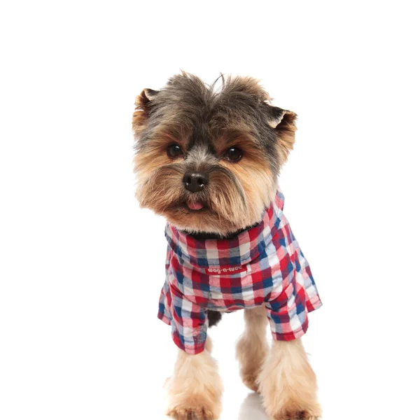 Elegant Small Yorkshire Terrier Standing White Background Panting — Stock Photo, Image