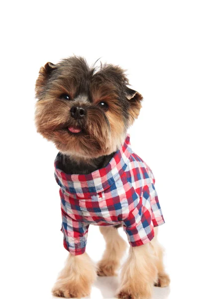 Curious Toy Yorkie Colorful Costume Looks While Standing White Background — Stock Photo, Image