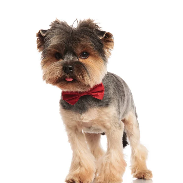 Adorable Toy Yorkie Wearing Red Bowtie Looks Side While Standing — Stock Photo, Image