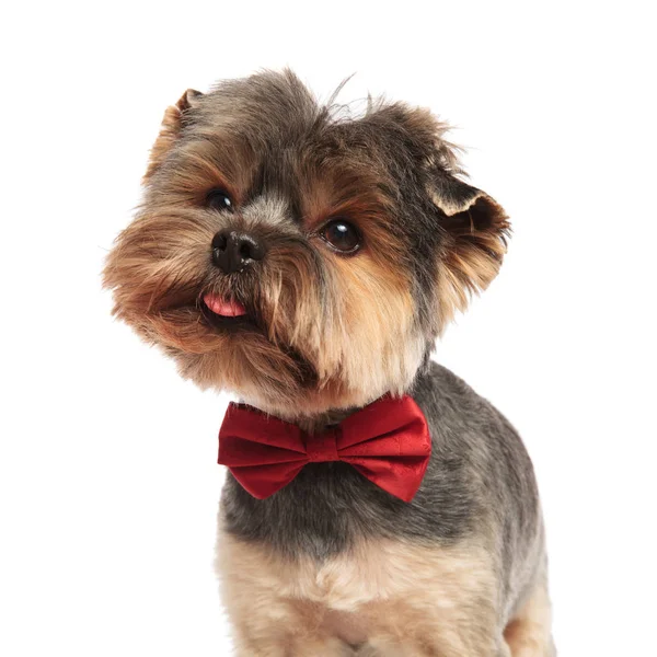 Närbild Bedårande Elegant Yorkie Med Röda Bowtie Titta Upp Till — Stockfoto