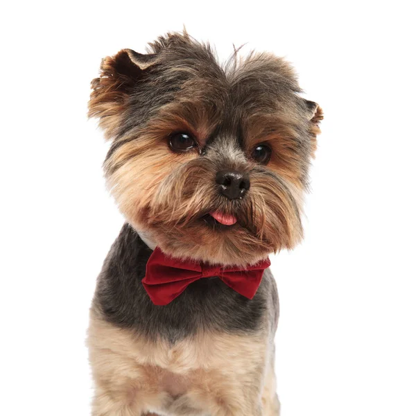 绅士约克郡猎犬的头看着一边站在白色背景和穿着红色领结 — 图库照片