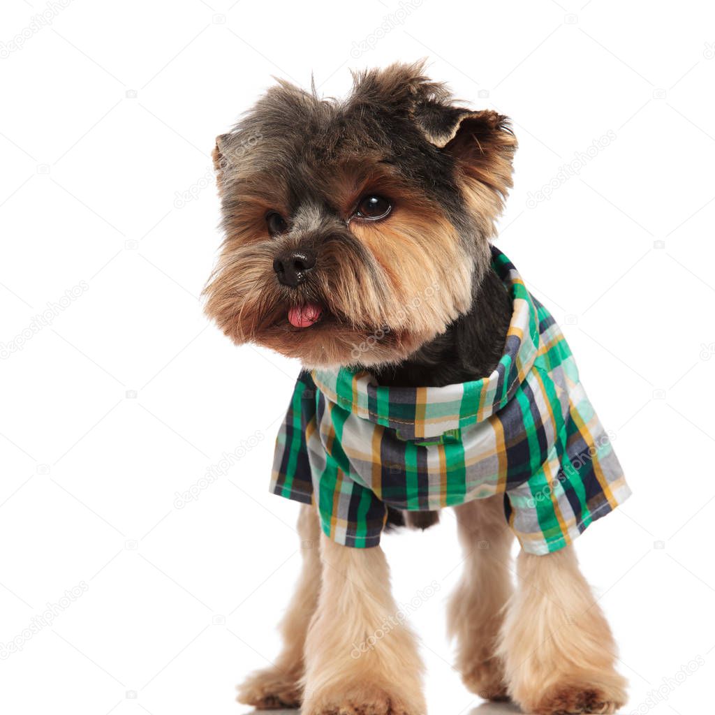 adorable toy yorkie with tongue exposed wearing costume looks to side while standing on white background