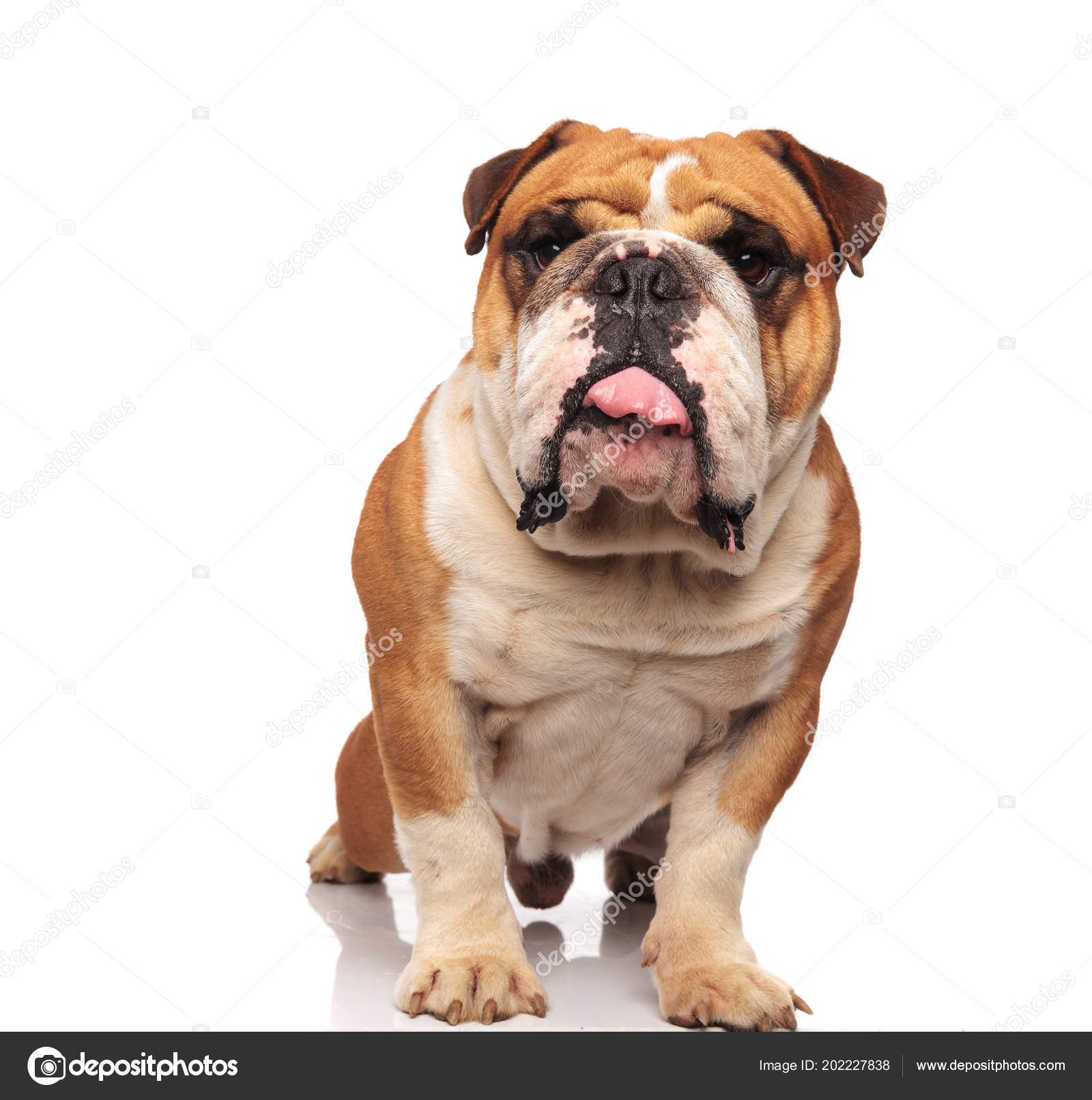 english bulldog cute