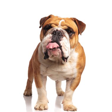 güzel İngilizce bulldog ayakta ve tos IDE bakarken nefes nefese