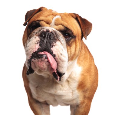 çok güzel kahverengi ve beyaz İngilizce nefes nefese ve yan beyaz arka plan üzerinde dururken isteyen bulldog, yakın çekim