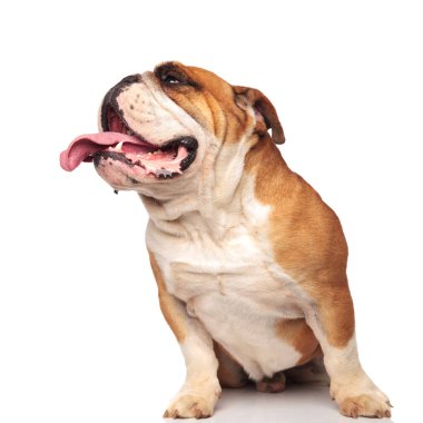 çok güzel oturmuş İngilizce bulldog tarafına aç ve meraklı arıyor, beyaz arka plan üzerinde nefes nefese süre örnek alıyor