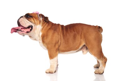 İngilizce bulldog beyaz arka plan üzerinde renkli çiçekler kafa bandı duran ile nefes nefese yan görünümü