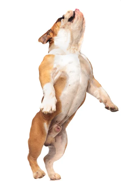 Volwassen Engels Bulldog Permanent Achterkant Voeten Witte Achtergrond Opzoeken Zoek — Stockfoto