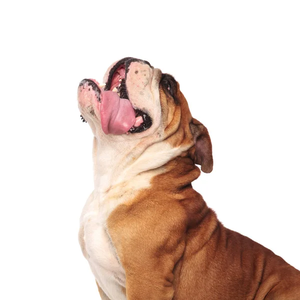 Seitenansicht Der Süßen Keuchenden Englischen Bulldogge Die Aufschaut Während Sie — Stockfoto