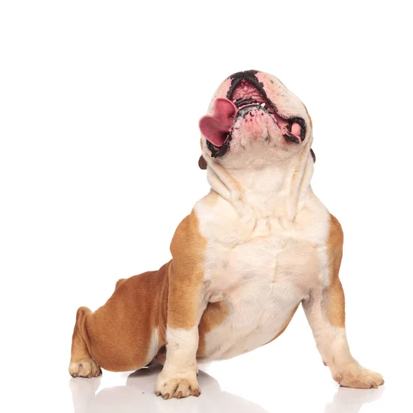 Engraçado Inglês Bulldog Estende Fundo Branco Olha Para Cima Enquanto — Fotografia de Stock