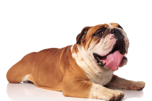 Zijaanzicht Van Schattige Hijgend Engels Bulldog Ontspannen Terwijl Liggend Witte — Stockfoto