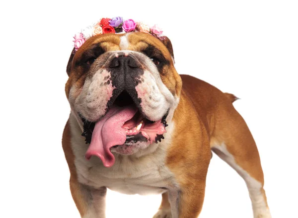 Close Lovely English Bulldog Spring Crown Panting While Standing White — Stock Photo, Image