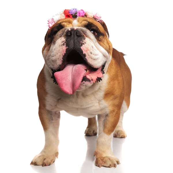 Bulldog Inglês Velho Com Flores Coloridas Headband Está Animado Olha — Fotografia de Stock