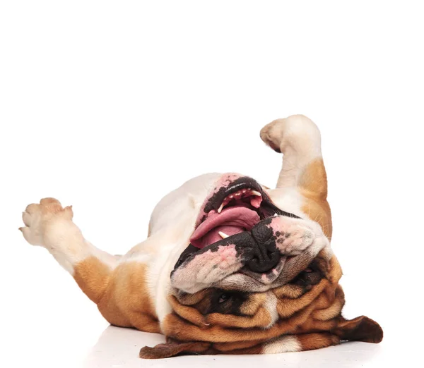 Glad Och Lekfull Engelska Bulldog Liggande Ryggen Vit Bakgrund Med — Stockfoto