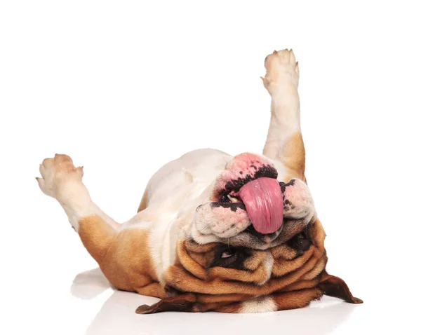 Lustige Englische Bulldogge Liegt Auf Dem Rücken Auf Weißem Hintergrund — Stockfoto