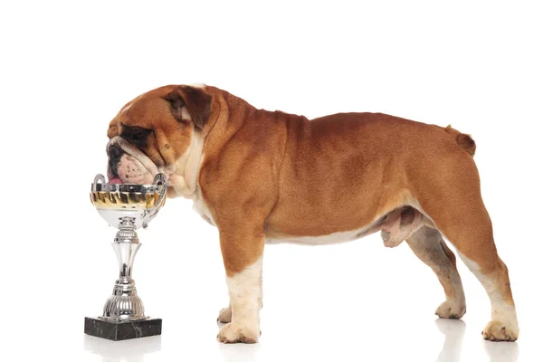 棕色和白色英国斗牛犬的侧面观看从奖杯喝酒 而站在白色背景 — 图库照片