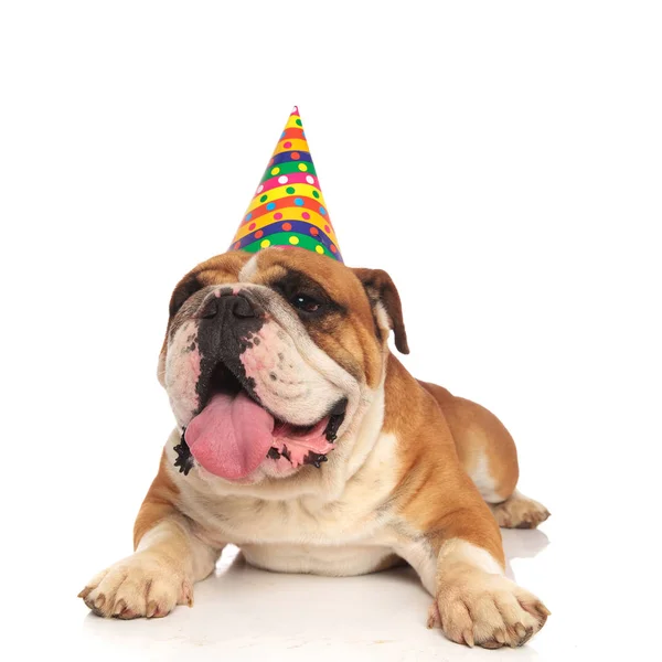 Leuke Verjaardag Engels Bulldog Liggend Witte Achtergrond Wachten Zijn Cake — Stockfoto