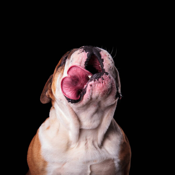 close up of cute english bulldog looking up and panting while standing on black background