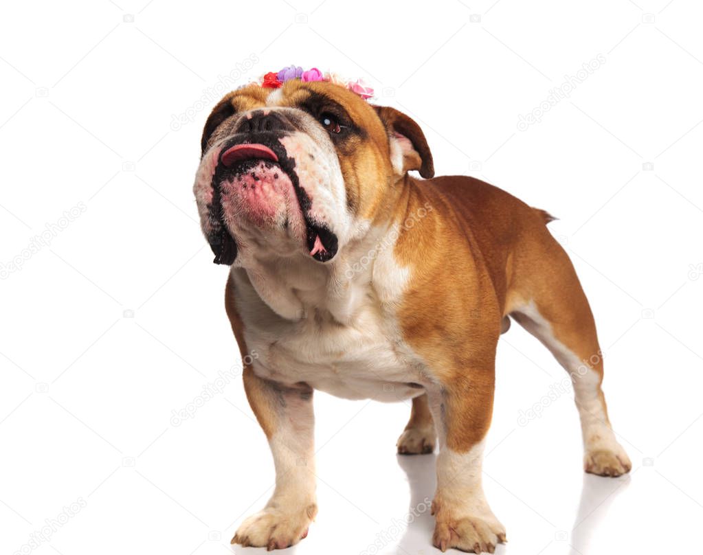 adorable english bulldog with flowers crown makes puppy eyes and looks up to side while standing on white background with tongue exposed, looking sad