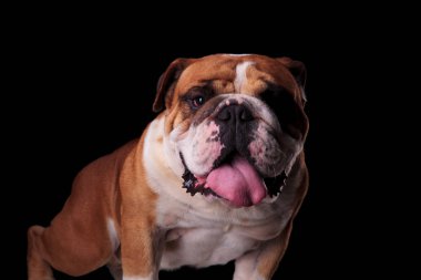 kahverengi ve beyaz İngilizce ayakta ve siyah arka plan üzerine nefes nefese bulldog, yakın çekim