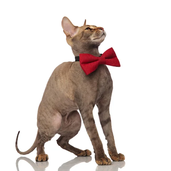 Schattig Grijs Metis Kat Met Bowtie Opgezocht Aan Kant Terwijl — Stockfoto