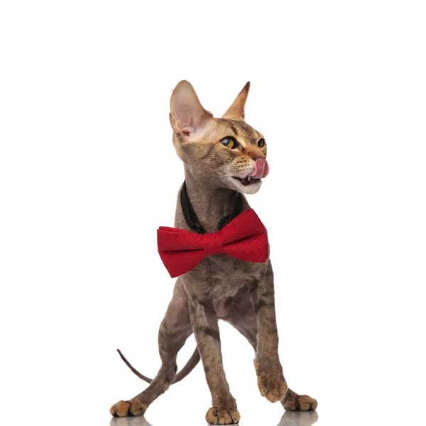 Elegante Metis Gato Com Língua Exposta Olha Para Lado Enquanto — Fotografia de Stock