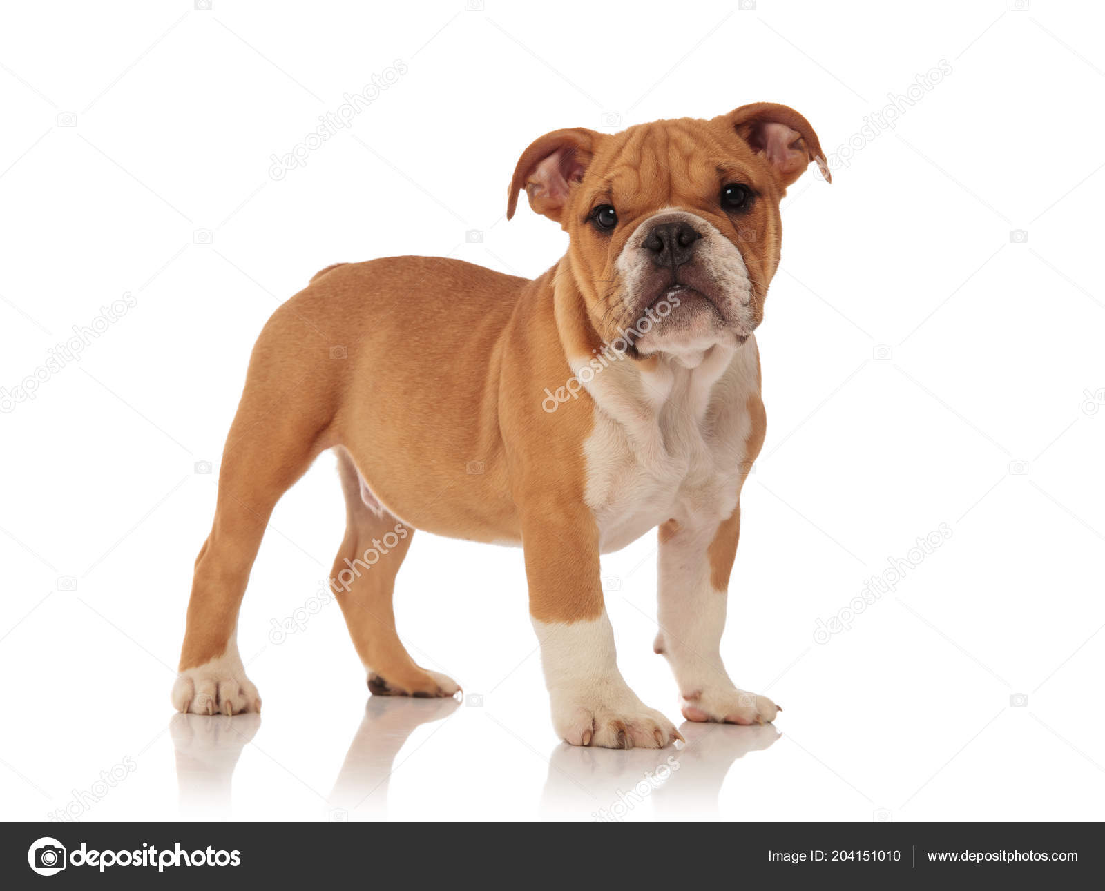 Vista Laterale Della Condizione Del Cucciolo Adorabile Bulldog