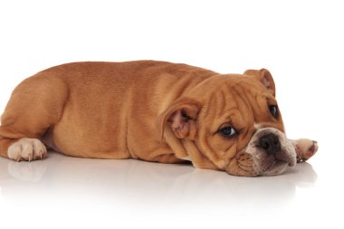Beyaz arka plan üzerinde dinlenme sevimli İngilizce bulldog köpek yavrusu yan görünüm