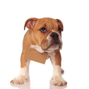 İngilizce bulldog boynuna boş billboard ile bakar ve beyaz arka plan üzerinde edinilmek istiyor