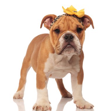 Komik İngilizce bulldog yavru leopar baskı kafa bandı sarı çiçekli Beyaz arka plan üzerinde duran üstüne giyiyor
