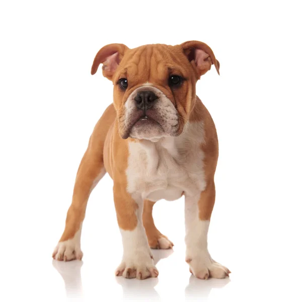 Çok Güzel Ngilizce Bulldog Köpek Yavrusu Beyaz Arka Plan Üzerinde — Stok fotoğraf