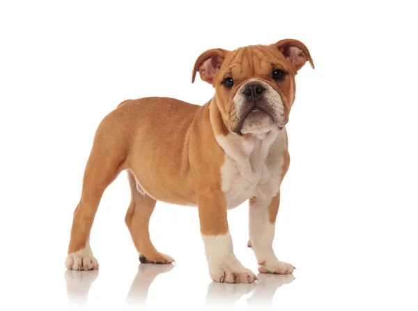 Zijaanzicht Van Schattige Engels Bulldog Pup Staande Witte Achtergrond — Stockfoto