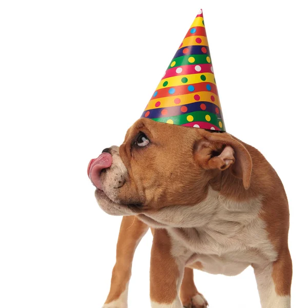 Doğum Günü Ngilizce Bulldog Yan Duran Beyaz Arka Planda Isteyen — Stok fotoğraf