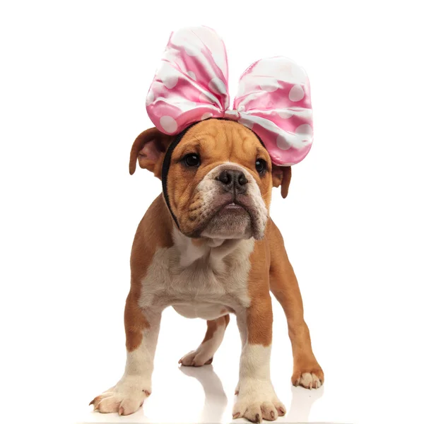 Lindo Bulldog Inglés Con Cinta Rosa Diadema Lado Mientras Que — Foto de Stock
