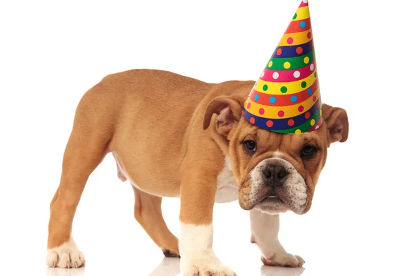 Zijaanzicht Van Schattige Engels Bulldog Pup Met Verjaardag Hoed Staande — Stockfoto