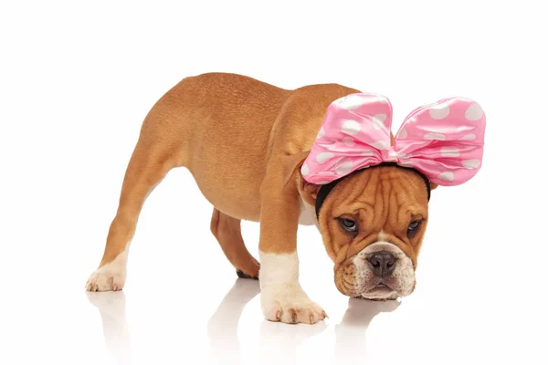 Side View Cute English Bulldog Dressed Minnie Mouse Halloween Standing — Stock Photo, Image