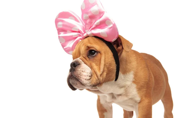 闭上好奇的英国斗牛犬与粉红色丝带头戴头巾看着一边站在白色背景 — 图库照片