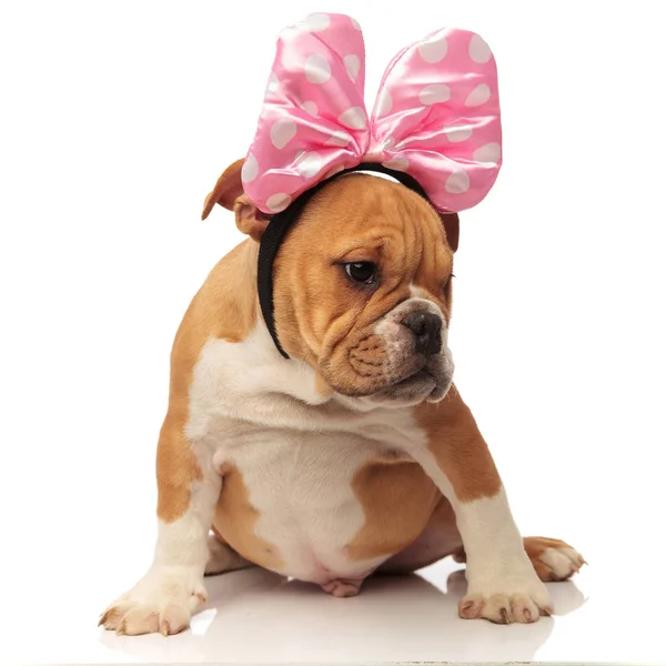 Seated English Bulldog Ribbon Headband Looks Side White Background — Stock Photo, Image