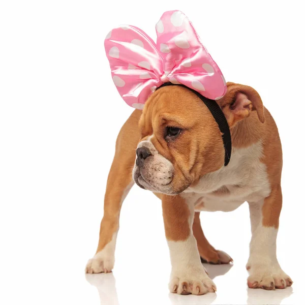 英語ブルドッグ子犬の頭にピンクのリボンを身に着けている白い背景の上に立っているし 側に見える不思議です — ストック写真