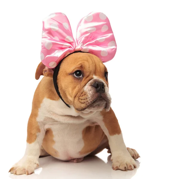 Aranyos Angol Bulldog Rózsaszín Szalag Néz Hogy Oldalán Ülve Fehér — Stock Fotó