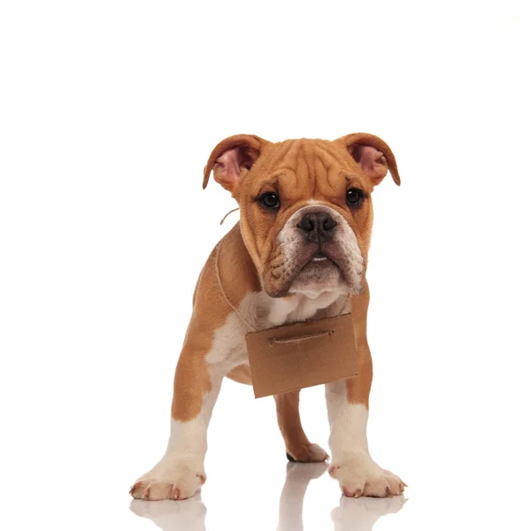 Adorable English Bulldog Empty Carton Sign Neck Standing White Background — Stock Photo, Image