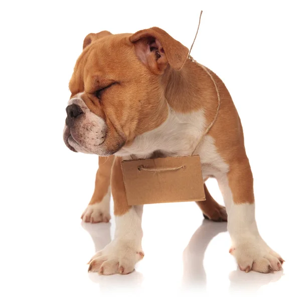 Engels Bulldog Met Kartonnen Bord Rond Hals Ogen Gesloten Staande — Stockfoto