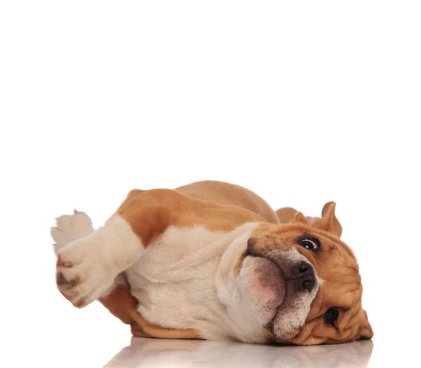Engraçado Marrom Branco Inglês Bulldog Deitado Lado Fundo Branco — Fotografia de Stock